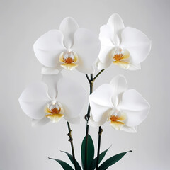 Obraz premium white orchid