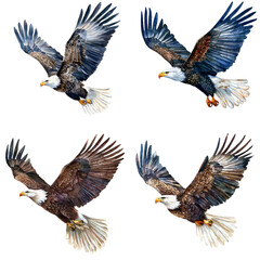 Obraz premium Majestic eagles in flight wildlife sanctuary digital art natural habitat aerial view wildlife conservation