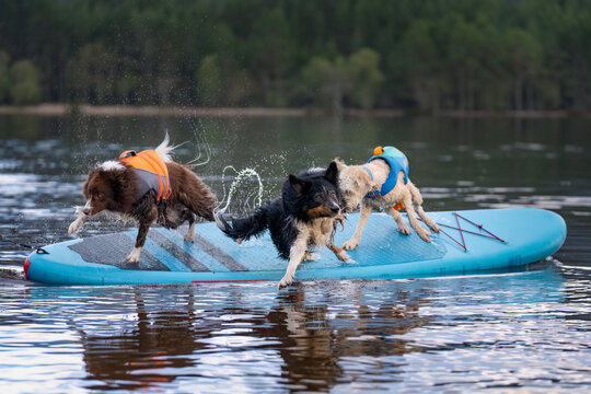 Multiple dogs falling off a paddle board - Powered by Adobe