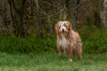 Brown and white mixed breed dog with his tongue out