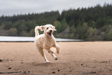 White mixed breed dog running on a beach