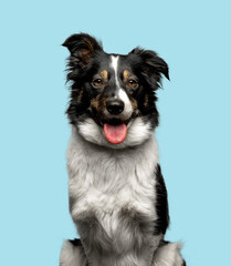 Border collie studio portrait against a blue background