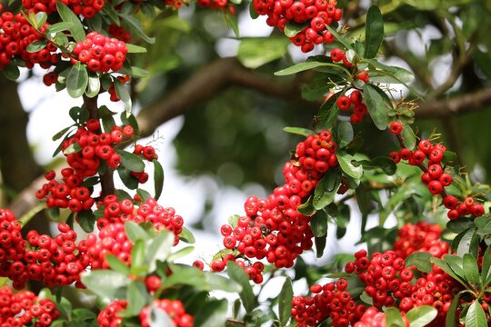 Toyon