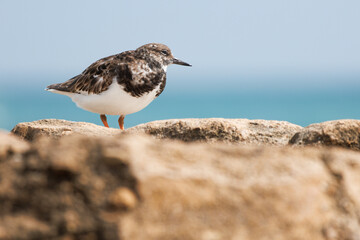 Vuelvepiedras com&uacute;n en la playa de agua amarga, Alicante, Espa&ntilde;a