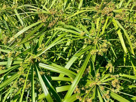 Closeup of Cyperus alternifolius plants