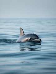 Fototapeta premium Vaquita dolphin surfacing in tranquil blue ocean waters.