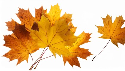 Fototapeta premium falling autumn maple yellow leaves cut out