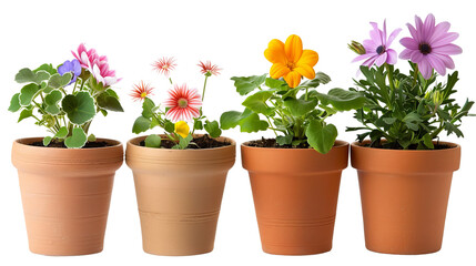 Potted house plant isolated in white background