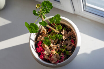 Withered Geranium Flowers in Pot