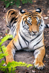 Resting stripped tiger outdoor in nature