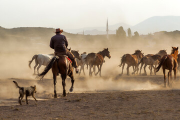 Cowboy and His Horses_1