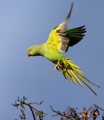 Flying ring-necked parakeet in the air