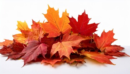 Fototapeta premium pile of autumn colored leaves isolated on white background a heap of different maple dry leaf red and colorful foliage colors in the fall season