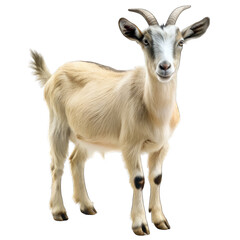 Obraz premium close up of a goat