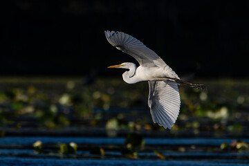 A great white egret, Ardea alba, flies above a wetland at Harbor Island in Grand Haven, Michigan