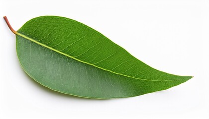 eucalyptus leaves isolated on white