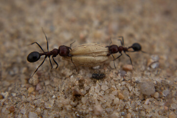 Two ants Collaborating to Lift Food