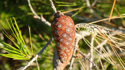 pine cone, pine cones and needles of conifer in the pine forest, close - up.