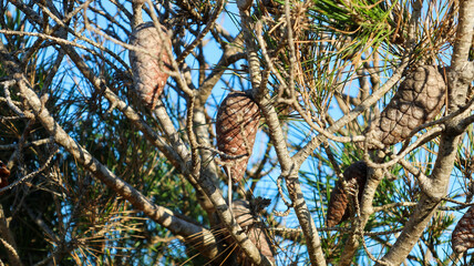 a closeup shot of a bird in the forest