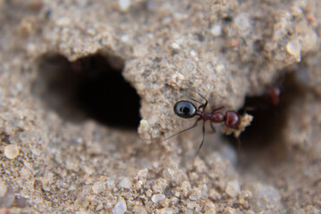 ‏A group small ants are coming out from the laurel