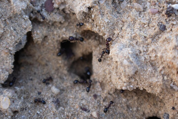 ‏A group small ants are coming out from the laurel