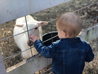 A young child gently touches a goat through a fence at a petting zoo farm, showcasing a tender...
