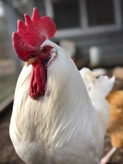 White Leghorn Rooster Face, Comb, Wattles Close Up.