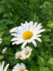 Fototapeta premium Close-up of vibrant white daisies with sunlight streaming in a lush green meadow, showcasing the beauty and tranquility of nature in springtime.