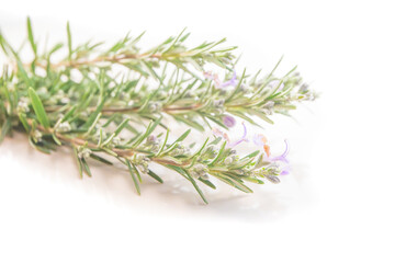 branch of rosemary