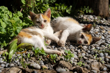 A pair of young cats (kittens) holding paws, a symbol of love, loyalty, devotion. Tortoiseshell cats