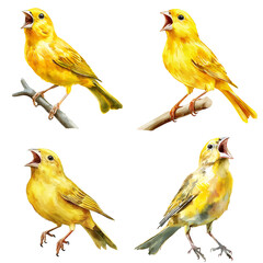 Fototapeta premium Singing yellow birds in nature wildlife photography vibrant environment close-up view avian beauty