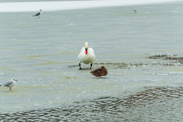 Un cygne et d'autres oiseaux debout sur un lac gelé, Bois de Vincennes, Paris, France
