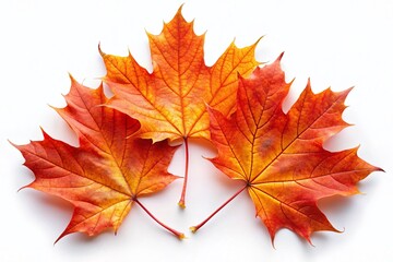 Fototapeta premium Vibrant Autumn Maple Leaves: Isolated Red and Orange Fall Foliage Cutout
