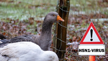Close-up of a goose, sign H5N1 concept for poultry, danger of bird flu and disease in poultry.