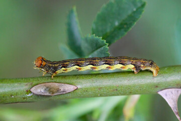 Die Raupe eines Großen Frostspanner, Erannis defoliaria auf einer Pflanze.
