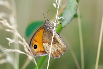 Fototapeta premium Ein großes Ochsenauge (Maniola jurtina) auf einer Graspflanze. 