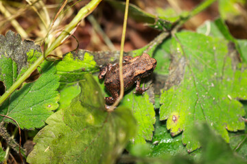 Eine noch sehr junge Erdkröte, eine Bufo Bufo in einem feuchten Graben.
