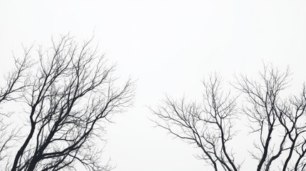 Fototapeta premium Silhouette of leafless trees against a bright sky.