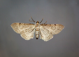 Naklejka premium Vermutlich der Große Wacholder-Blütenspanner (Eupithecia intricata) auf einer Glasscheibe.