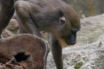 Close up photo of a female mandrill