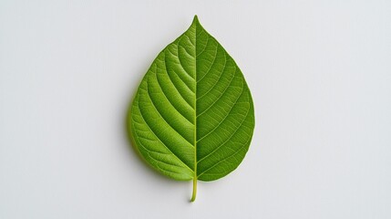 Fresh Green Leaf on Pale Background for Natural Design Concepts