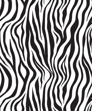 Zebra skin background vector. Animal fur, vector background for Fabric design, wrapping paper, textile, and wallpaper