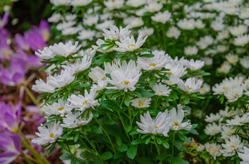 white chrysanthemums bloomed in the garden like a bush