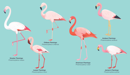 Illustration collection set of all 6 flamingo species: Greater Flamingo (Phoenicopterus roseus), Lesser (minor), Chilean (chilensis), American (ruber), Andean (andinus) and James's or Puna (jamesi)