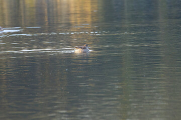 lonely female duck on the lake, golden colours on the water surface, yellow golden colours on the lake, female teal swimming on the lake, female teal