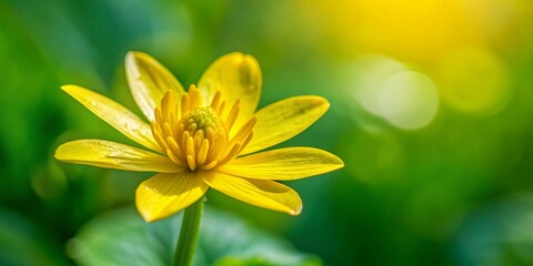Obraz premium Vibrant Yellow Lesser Celandine Flower Close-Up with Copy Space - Spring Bloom