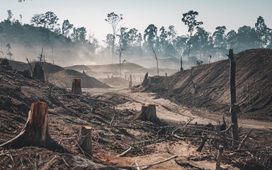 Afghanistan air pollution, Deforestation, land clearing, environmental damage, showing tree stumps, barren earth, hazy atmosphere.