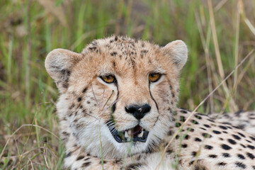 cheetah in the grass