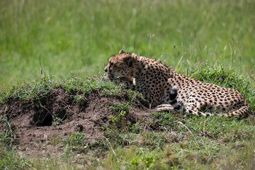 Malaika cheetah in the Masai Mara