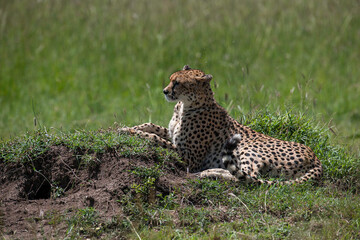 Malaika cheetah in the Masai Mara